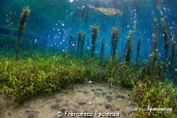 Magic underwater paradise. by Francesco Pacienza 